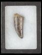 Serrated, Tyrannosaur Tooth - Judith River Formation #63123-1